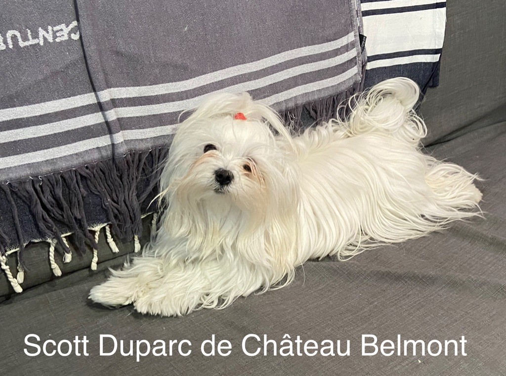 Scott duparc De Chateau Belmont
