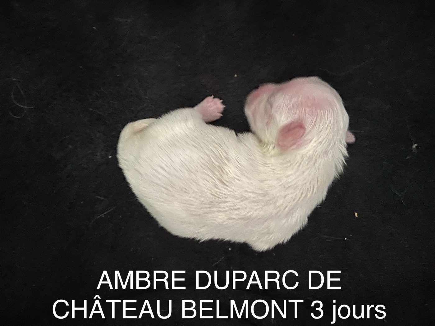 LES BEBES DE TESS ARRIVENT LE 15 NOVEMBRE 2025