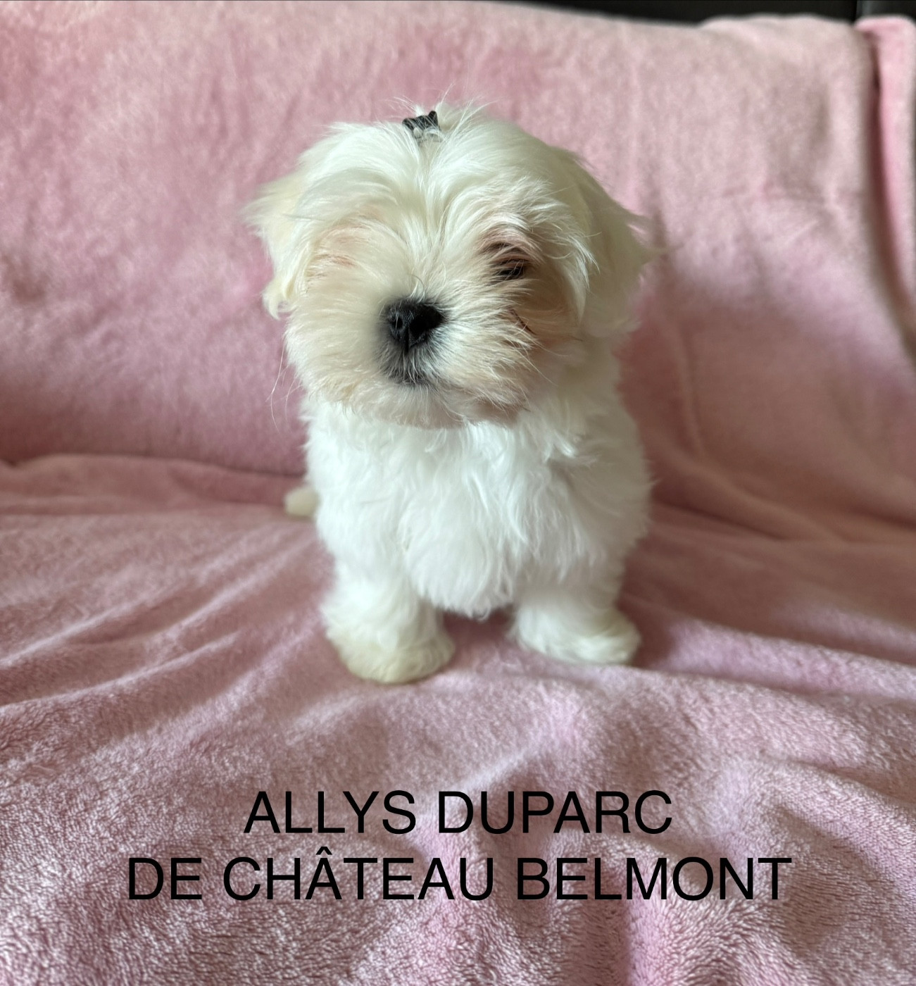 De Chateau Belmont - Bichon maltais - Portée née le 18/11/2025